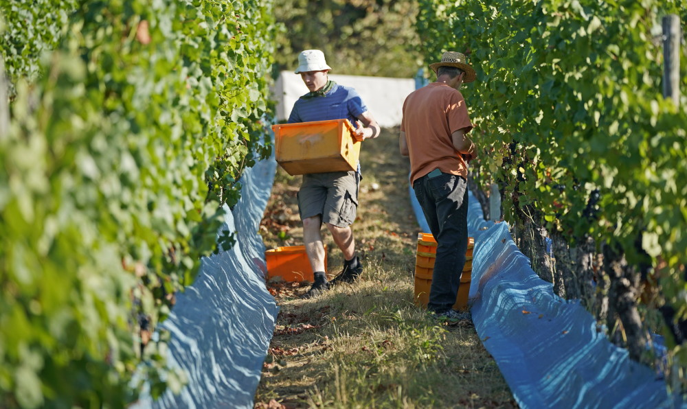 8月25日,在德国巴特诺因阿尔,工人在葡萄园收获葡萄新华社/欧新