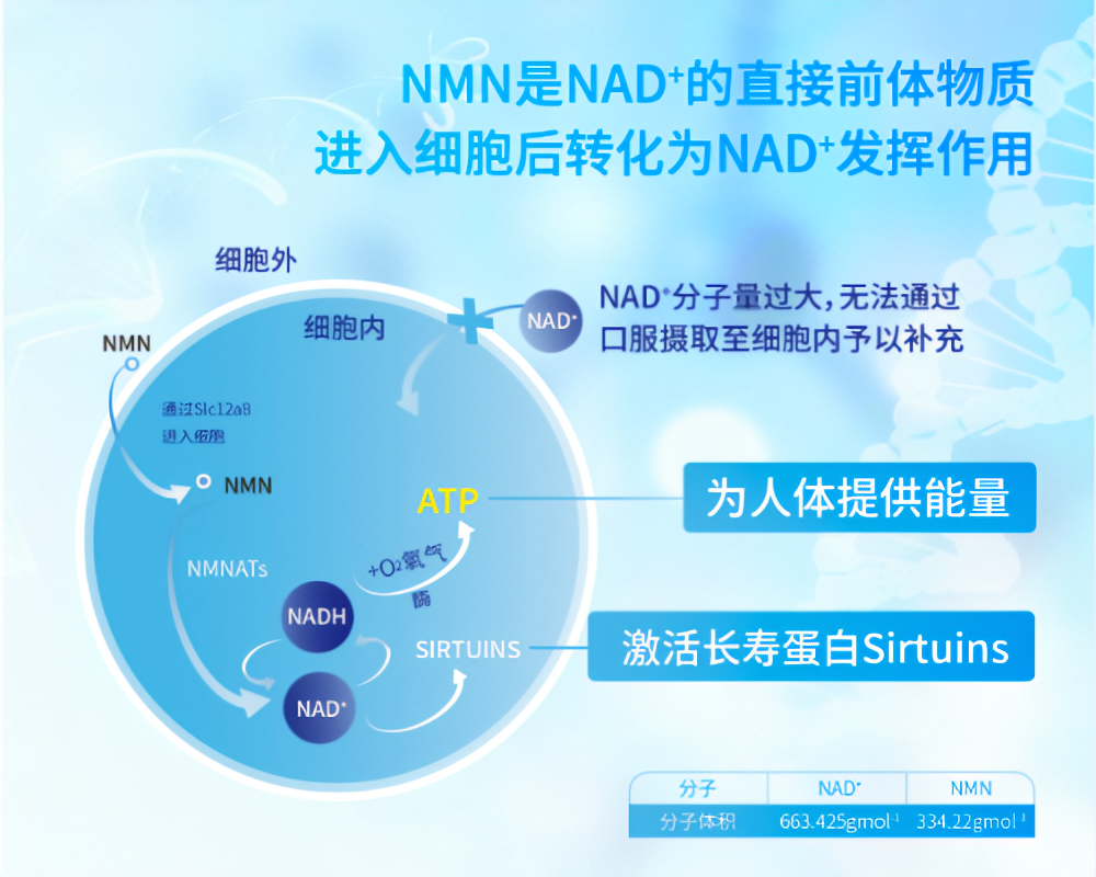 彙總問題nmn需要長期服用嗎nmn12000的真實效果有哪些