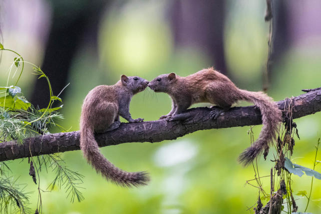 两只松鼠嬉戏(二)st