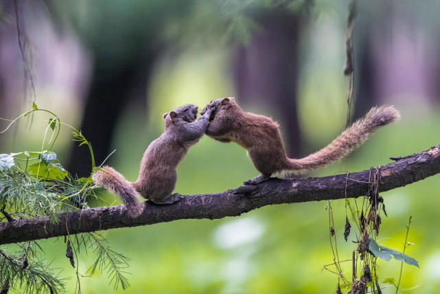 两只松鼠嬉戏(二)st