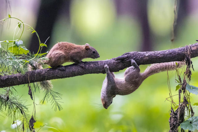 两只松鼠嬉戏(二)st