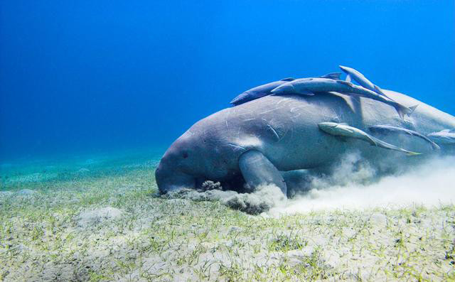 美人鱼原型"儒艮",宣布在中国已经灭绝