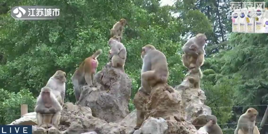 南京“网红猕猴”放归猴山：归山被其他猴排斥，落水不敢上岸600万粉丝的收入