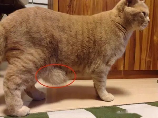 猫咪肚子垂下一坨肉,是太胖了还是生病?