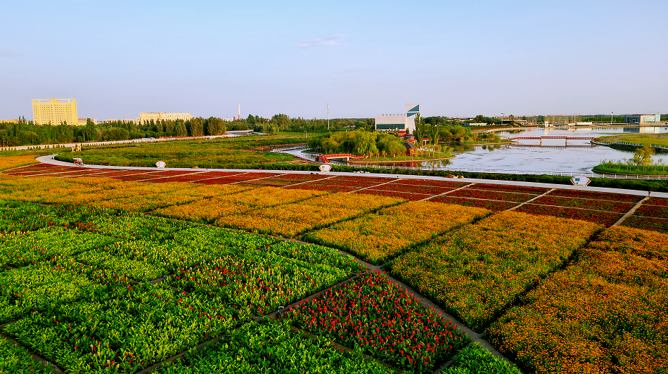美丽麦盖提麦盖提这片花海惊艳绽放赏花无需远游