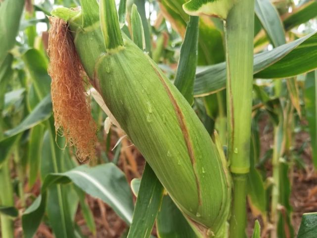 玉米乳熟后期需水肥 抓好田间管理保丰收