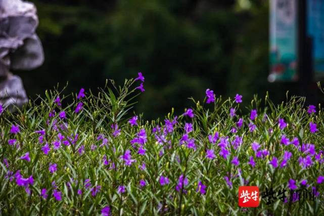 花花"视"界|花开烂漫翠芦莉,带来一片紫色浪漫