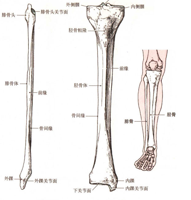 人的小腿骨上只有两根骨头,胫骨是较粗的那一根.