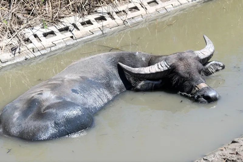 差点灭绝的上海水牛缓缓走来了