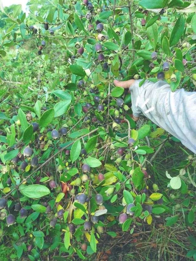 崇左这个地方有一大片捻子果,快来采摘!_腾讯新闻