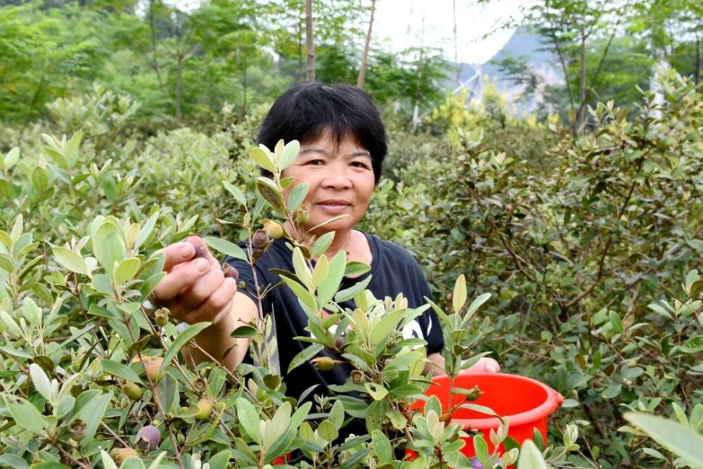 美味崇左这个地方有一大片捻子果快来采摘