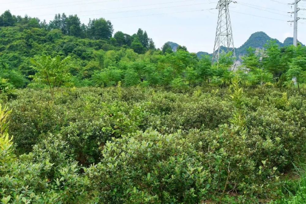 第二年就開始掛果,往後的每一年果實會越結越多,到第五年就達豐產期