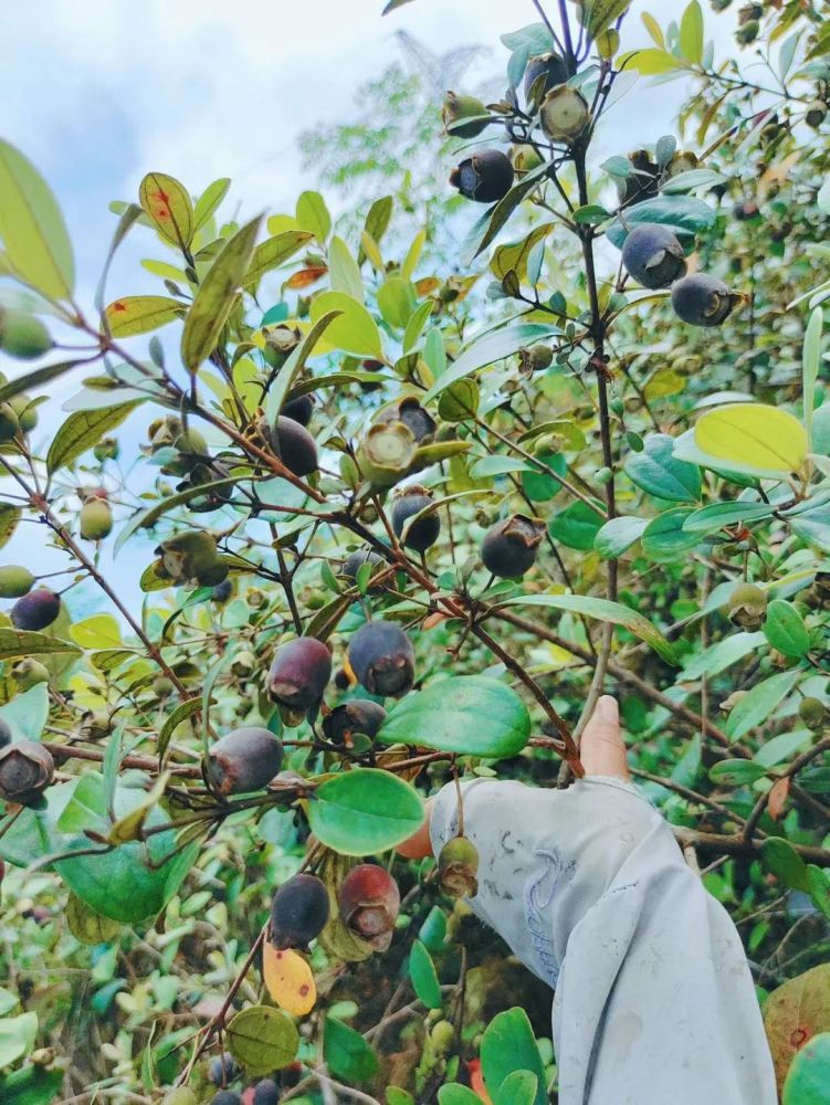 我们童年最喜爱的野果——八月中秋,捻子乌溜溜.