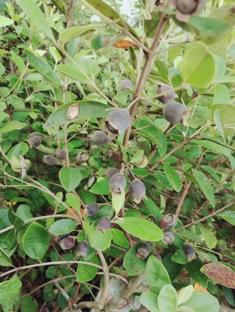 我们童年最喜爱的野果——八月中秋,捻子乌溜溜.