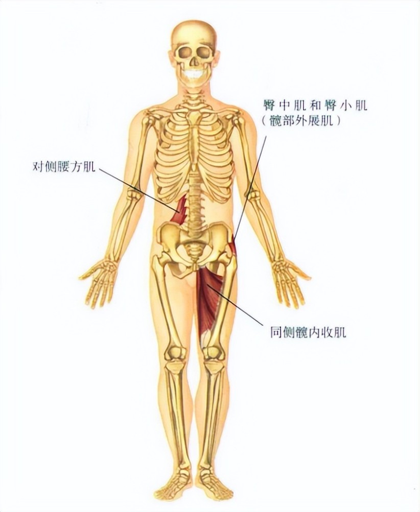 下背部僵硬疼痛可能是腰方肌過緊三步解決