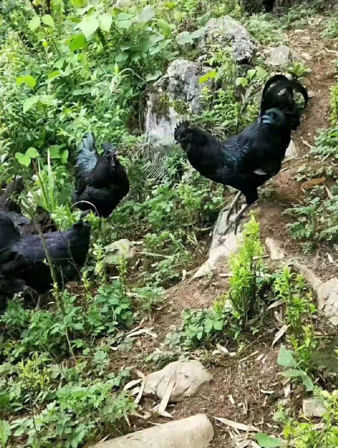 鸡也需要补充维生素"禾丰深山乌鸡"散养的鸡不仅会吃草,还会吃草籽