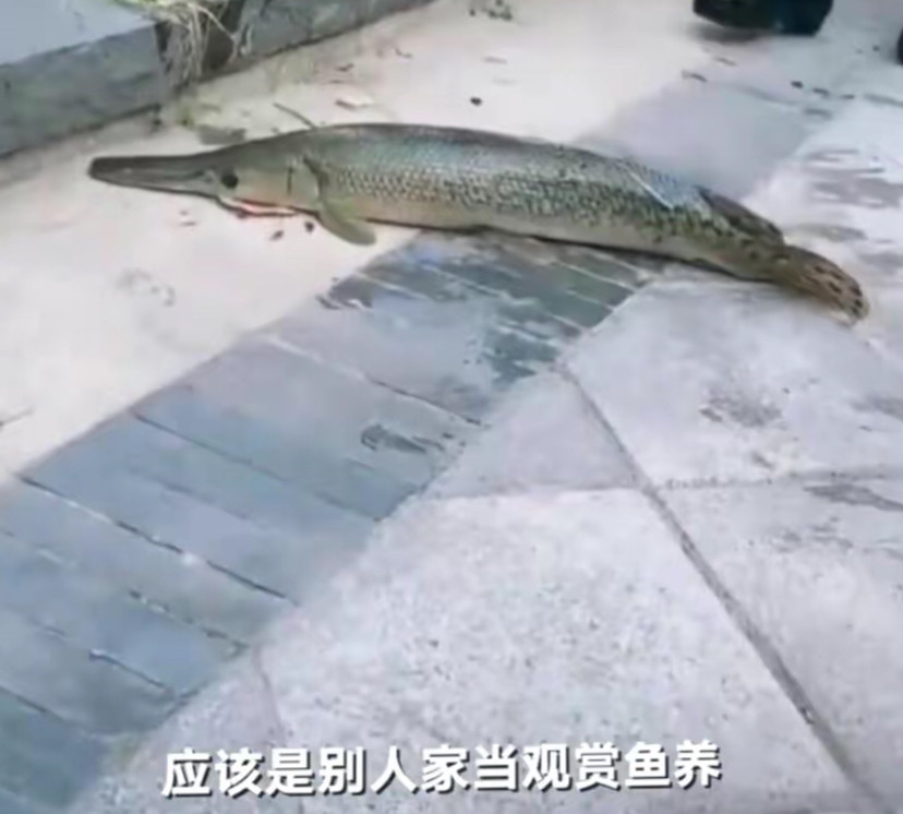 河南鳄雀鳝事件还没结束多地也出现鳄雀鳝可怕的事情终究还是发生了