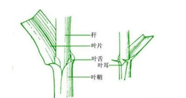 1)叶片和叶鞘:野燕麦的叶片和叶鞘是有绒毛的,对着太阳光看,能看的很