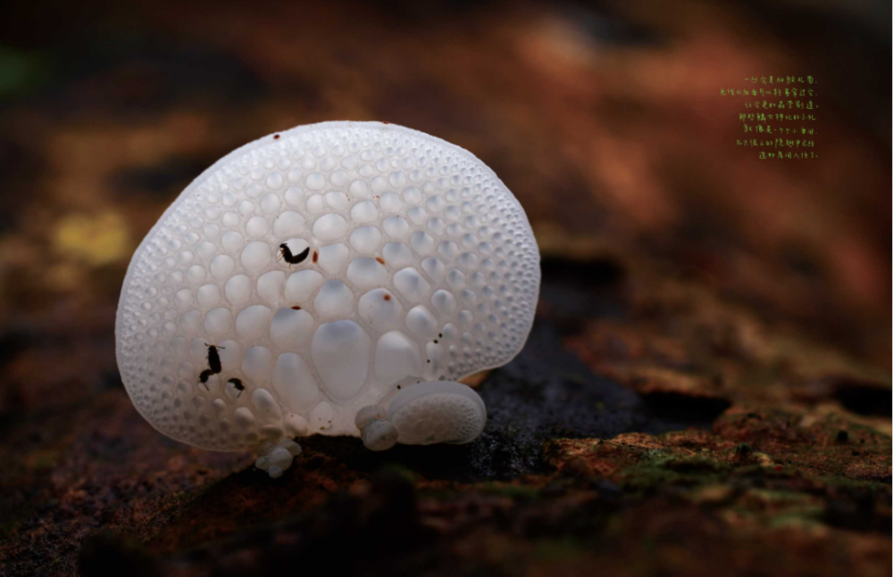 唐志远:雨后密林里,蘑菇喷出孢子的瞬间究竟有多美?_腾讯新闻