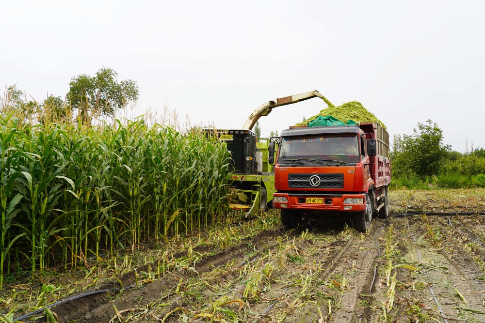 库尔勒:青贮玉米迎丰收68牲畜越冬"口粮"足_腾讯新闻