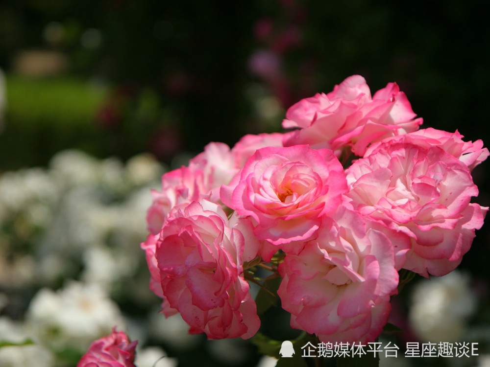 8月29日星座运势 奋起直追 得偿所愿的四大星座 腾讯新闻