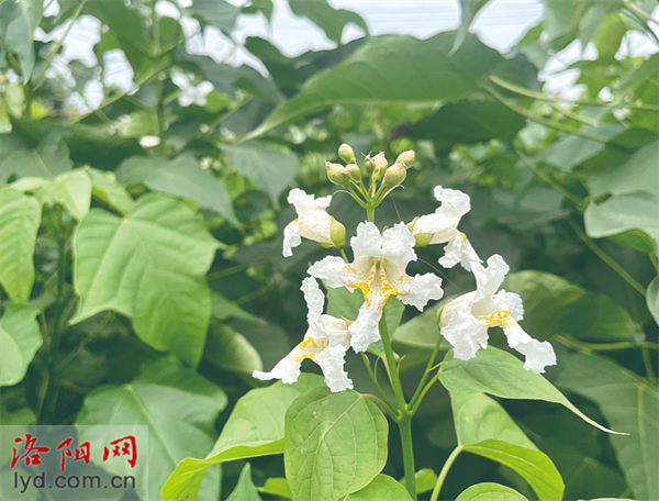 洛阳楸树育种专家赵鲲：为搜集楸树种质资源 几乎走遍全国_腾讯新闻