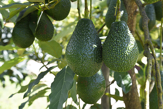 "一县一业"普洱市孟连县推动牛油果产业高质量发展