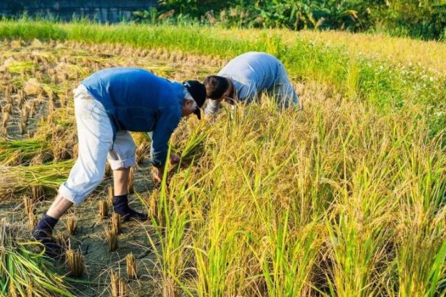 且不说稻子叶割得手很痒,长时间的低头弯腰,机械式的重复一种动作