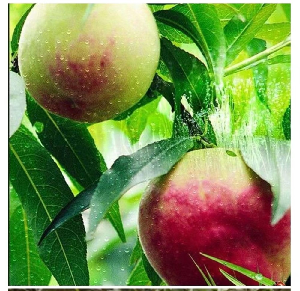 敦煌李广桃甜蜜上市