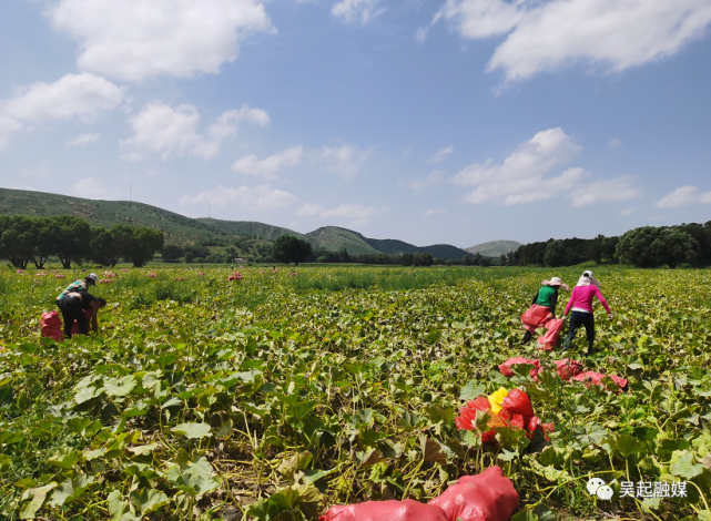 【吴起融媒】平畴沃野织锦绣 蔬果飘香说丰年——吴起县周湾镇引入