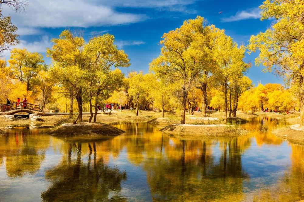 额济纳旗胡杨林观赏期预测