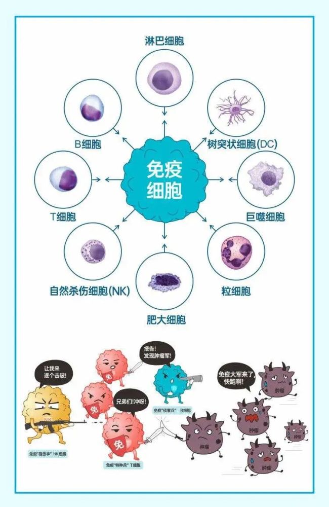 70歲和20歲的免疫細胞有什麼區別?_騰訊新聞