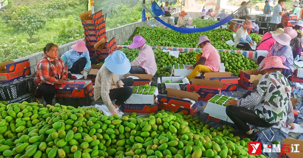 百色右江区38万亩芒果喜丰收美了山村富了农民