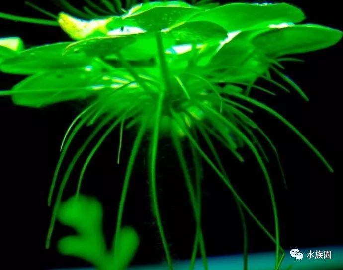 十几种浮萍种类大全 吸氮 吸氮 吸氮 腾讯新闻