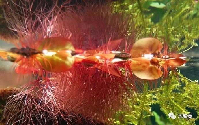 十几种浮萍种类大全 吸氮 吸氮 吸氮 腾讯新闻
