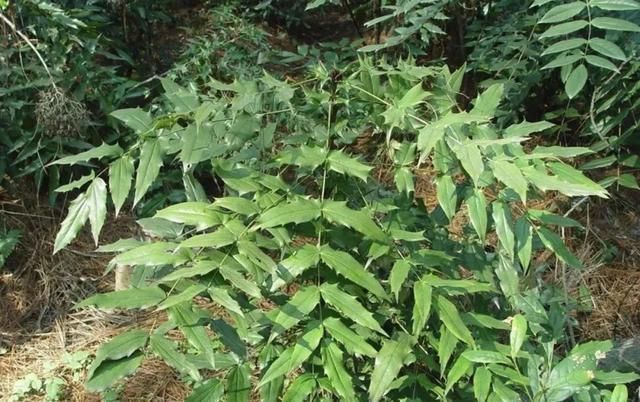 一个霸气的中药:十大功劳