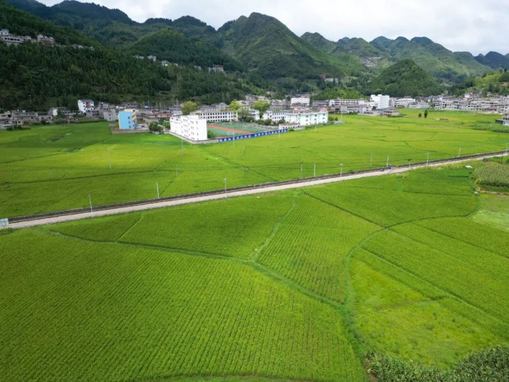 织金县阿弓镇千亩水稻丰收在望_腾讯新闻