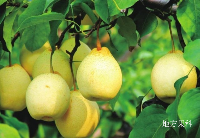 地方果科雪梨树姿半开张 ,树势强壮,树冠较大,萌芽率高,成枝力强.