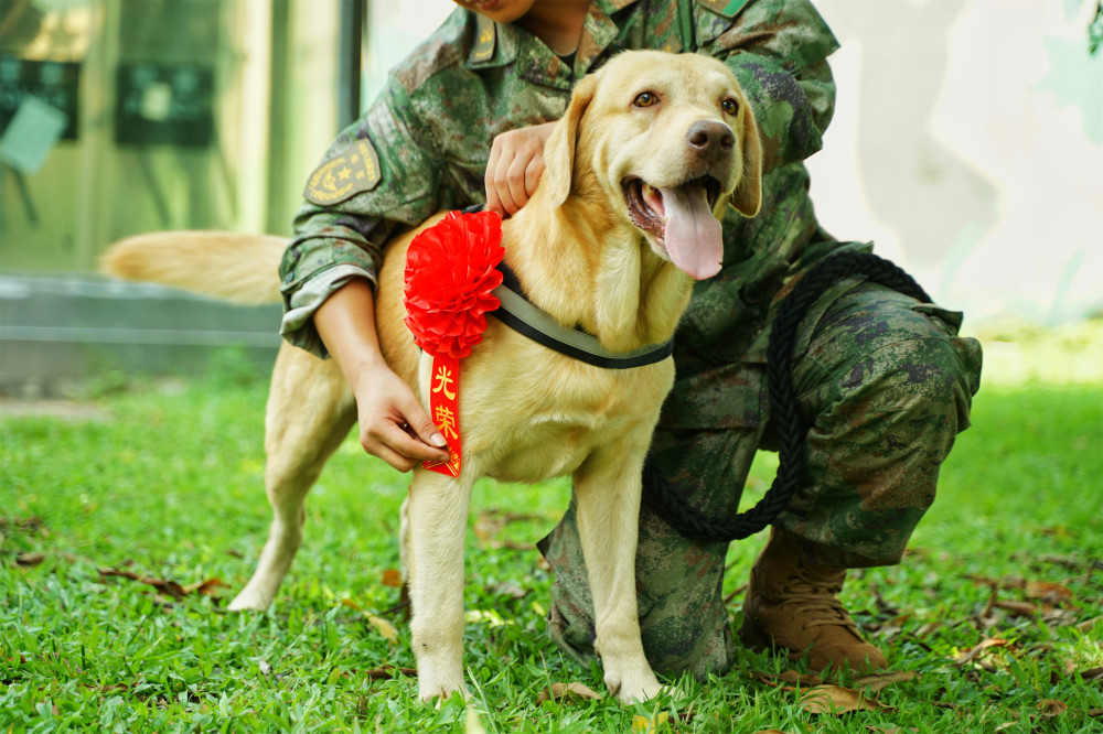 退伍季,送别一位特殊的战友——军犬吉利