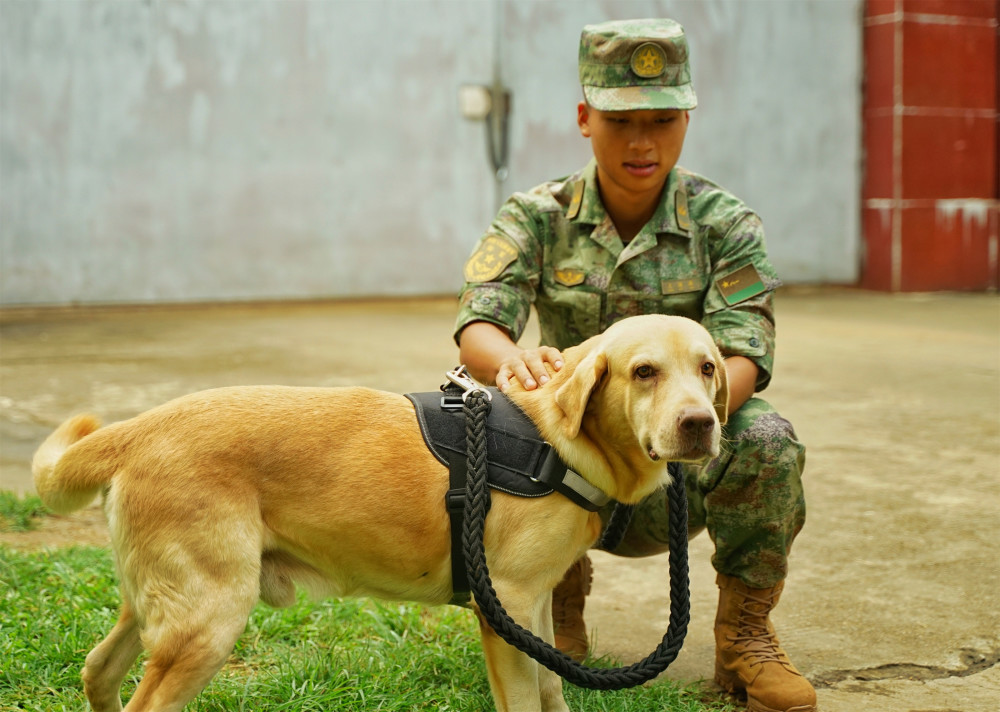 退伍季送别一位特殊的战友军犬吉利