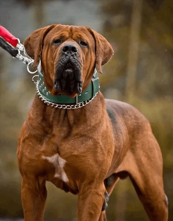 土佐犬本身就是日本原始的打鬥犬種,且不斷融合世界各種頂級猛犬血統