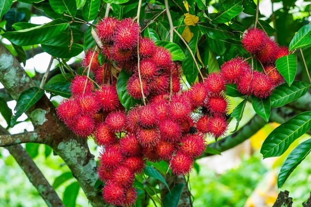 长得像火球的"保亭红毛丹"又红了