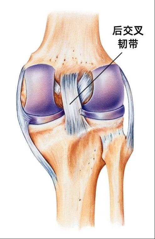 膝关节后交叉韧带图片