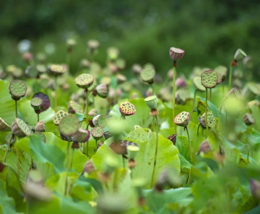 嵩明5万枝莲蓬等你来～_腾讯新闻