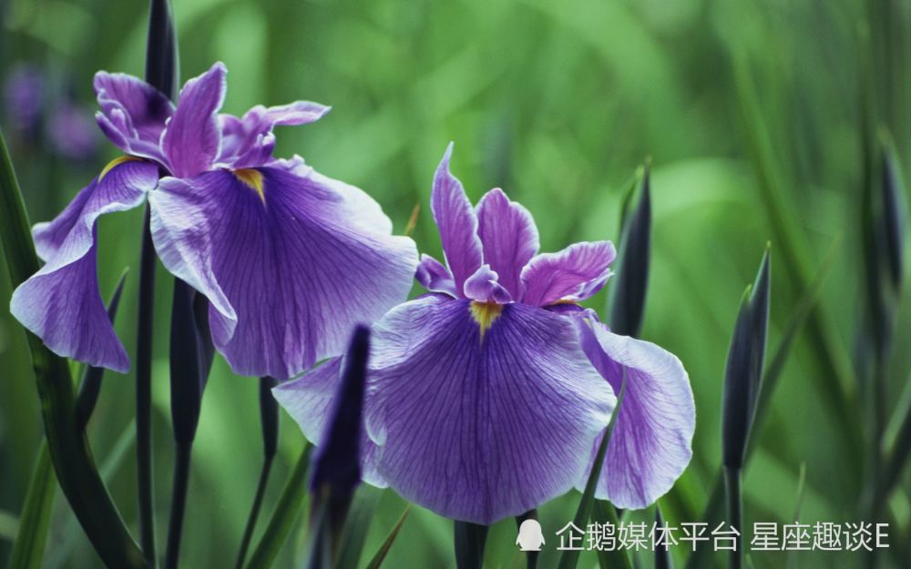 8月31日 9月6日爱情运势 喜提真爱 幸福连线的四大星座 腾讯新闻