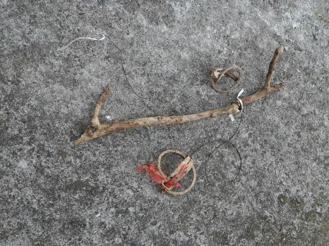 所在村庄地处偏僻,不易被警方发现,嘴馋想偷偷下夹子猎捕野生动物为食