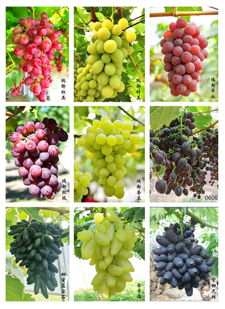 "京·花果蜜"|大珠小珠落玉盘——葡萄(文末有福利)