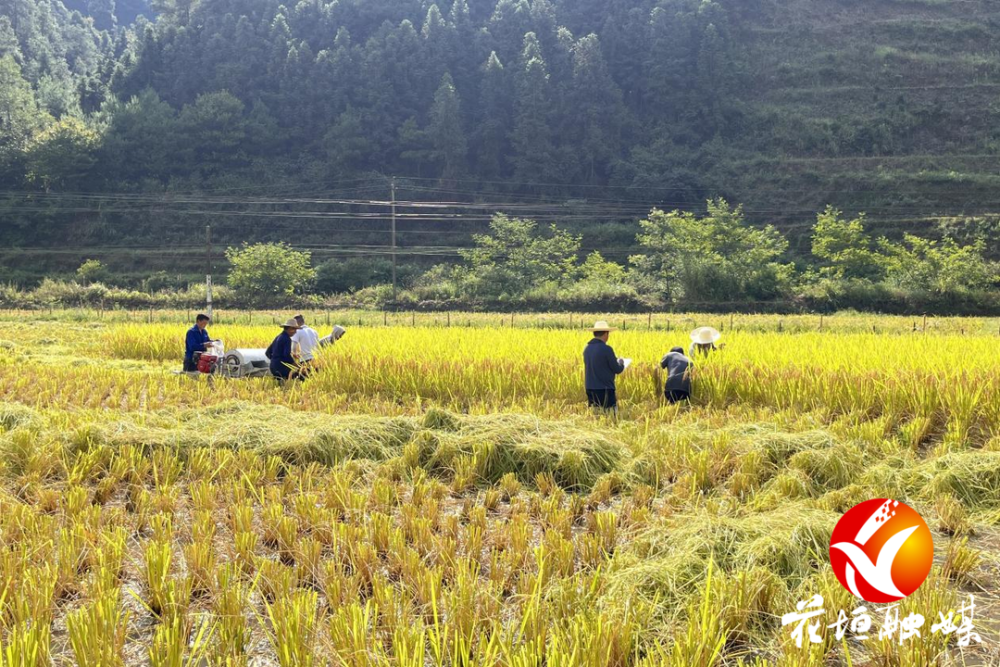 花垣“稻渔综合种养”测产实现双丰收_腾讯新闻