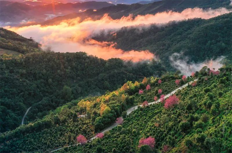 一天一点普洱(2478)普洱贡茶的故事,从困鹿山皇家古茶园开始!