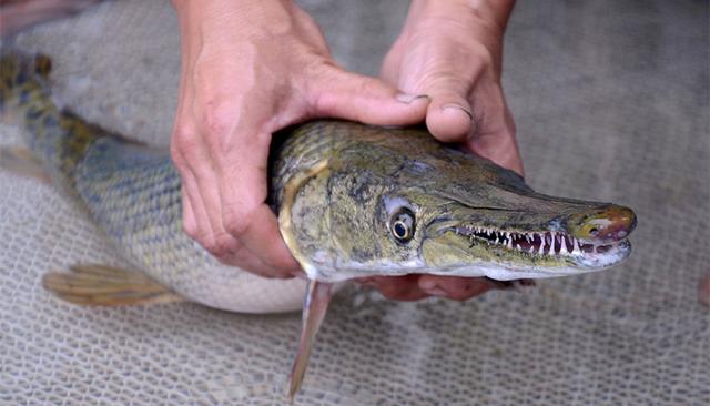 "来者不善"的鳄雀鳝能熬过冬天吗?专家说法不一